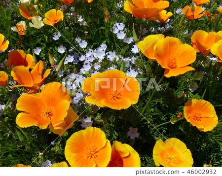 The Feast Of Gardenia And Nemophila Maculata Stock Photo