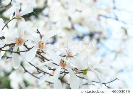 Kobushi flower 46003079