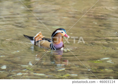 鴛鴦 46003114