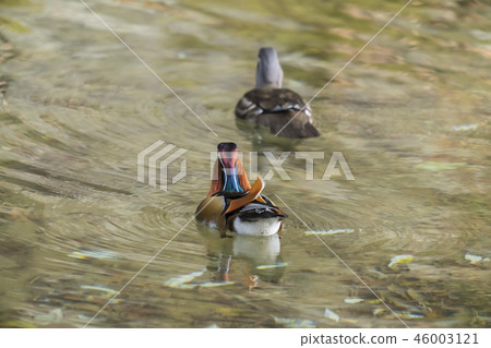 Oshidori Oshidori 46003121