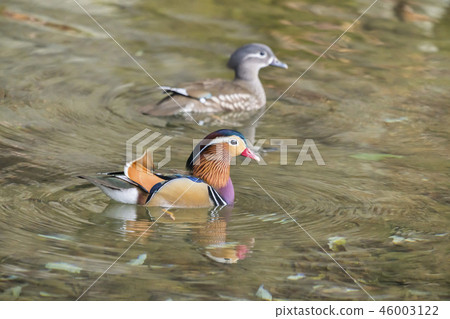 鴛鴦 46003122