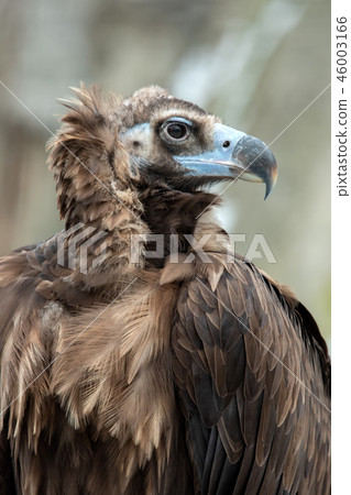 Griffon Vulture portrait Griffon Vulture portrait 46003166