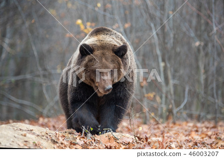 Bear in autumn forest 46003207