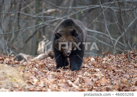 Bear in autumn forest 46003208