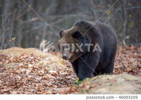 Bear in autumn forest 46003209