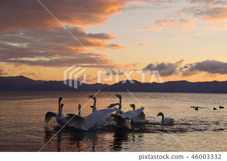 Swan in Lake Inawashiro Swan in Lake Inawashiro 46003332