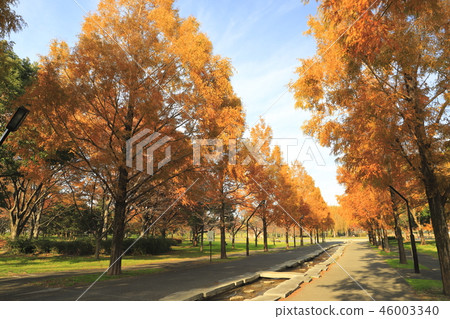 Metasequoia in Tokyo Metropolitan Toneri Park Metasequoia in Tokyo Metropolitan Toneri Park 46003340