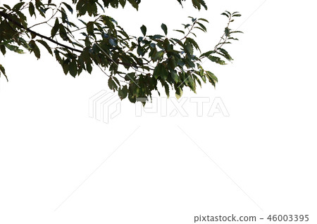 Hardwood 1 cut out 46003395