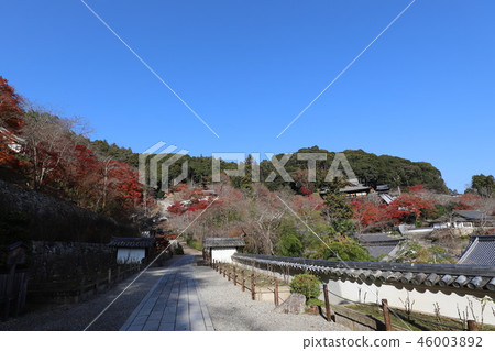 Hasedera寺廟，奈良縣秋葉 46003892