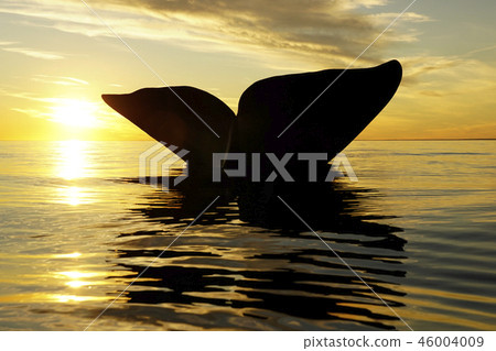 露脊鯨的尾鰭 46004009