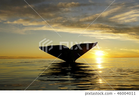 Right whale's tail fin Right whale's tail fin 46004011