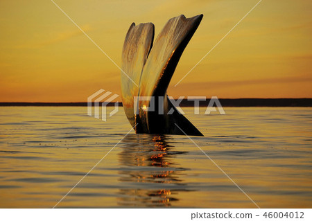 Right whale's tail fin Right whale's tail fin 46004012