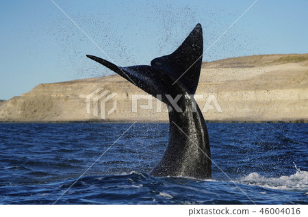 Right whale's tail fin 46004016