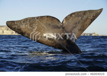 Right whale's tail fin Right whale's tail fin 46004020