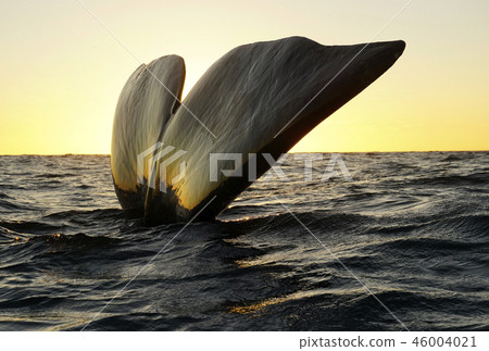 Right whale's tail fin 46004021
