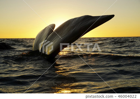 Right whale's tail fin 46004022