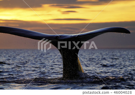 Right whale's tail fin Right whale's tail fin 46004028