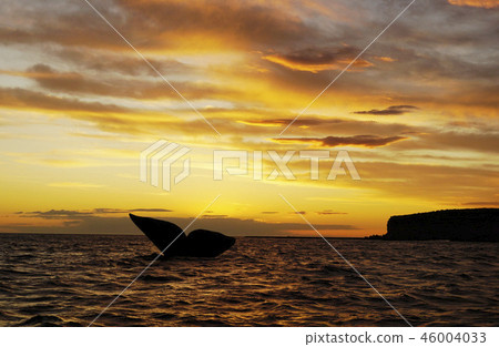 Right whale's tail fin 46004033