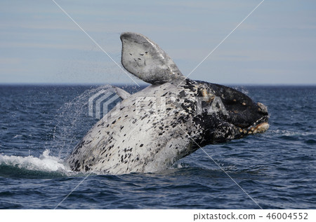 露脊鯨 46004552