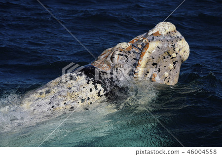 Semi-whale Semi-whale 46004558