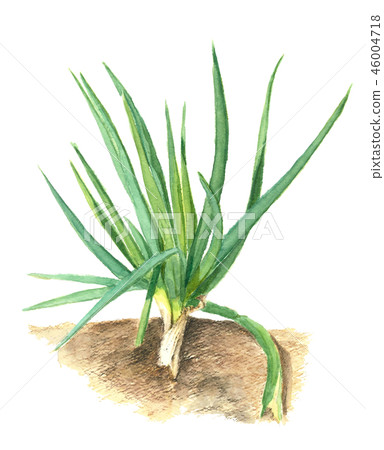 Long onion field soil mud Long onion field soil mud 46004718