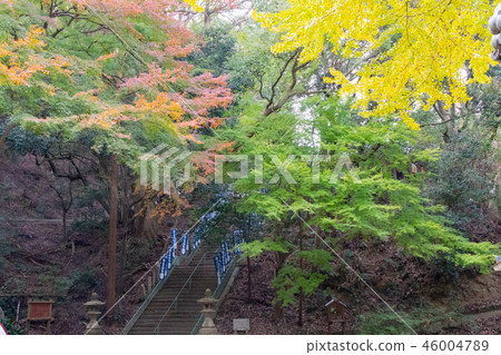 Autumn leaves of Awaji Island and Iwakami Shrine 46004789