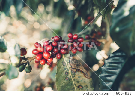 Red cherry coffee beans Arabica In nature 46004935