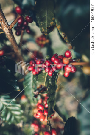Red cherry coffee beans Arabica In nature 46004937