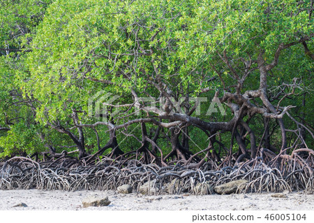 Mangrove forest 46005104