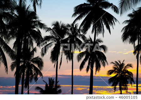 Palm sunset 46005105