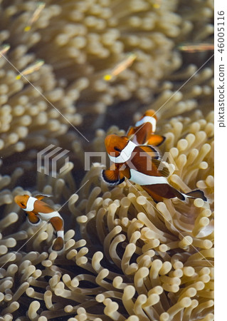 clownfish clownfish 46005116