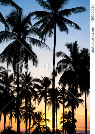 Palm sunset Palm sunset 46005156