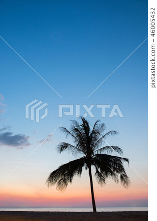 Palm tree Palm tree 46005432