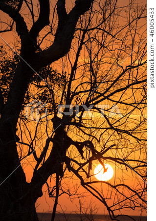 Branch silhouette sunset Branch silhouette sunset 46005433