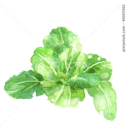 白菜 白菜 46005992