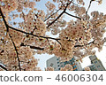 Cherry Blossom 46006304