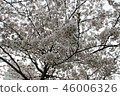 Cherry Blossom 46006326