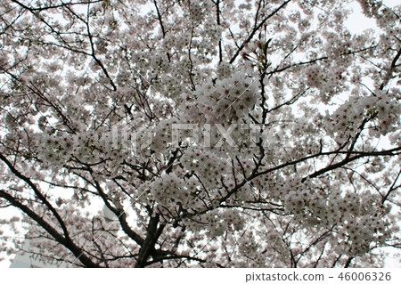 Cherry Blossom Cherry Blossom 46006326