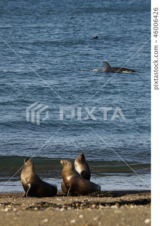 Orca attacking Otalia Orca attacking Otalia 46006426