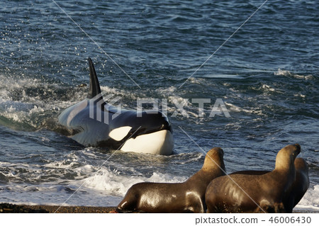 Orca attacking Otalia Orca attacking Otalia 46006430