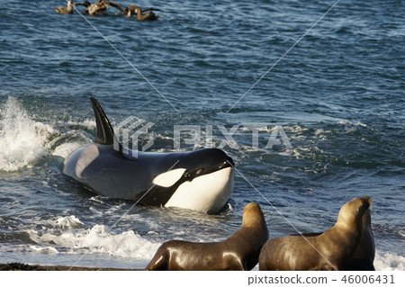 Orca attacking Otalia Orca attacking Otalia 46006431