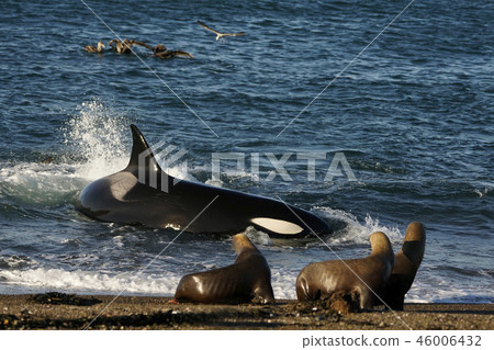 Orca attacking Otalia Orca attacking Otalia 46006432
