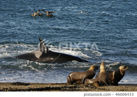 Orca attacking Otalia Orca attacking Otalia 46006433