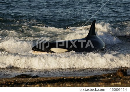 Orca attacking Otalia 46006434