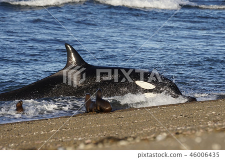 Orca attacking Otalia Orca attacking Otalia 46006435
