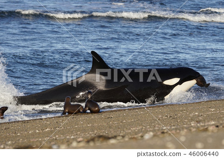 Orca attacking Otalia Orca attacking Otalia 46006440