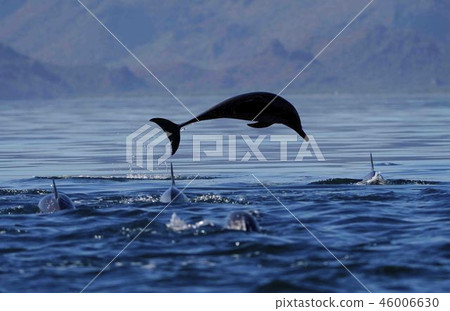 玉海豚 玉海豚 46006630