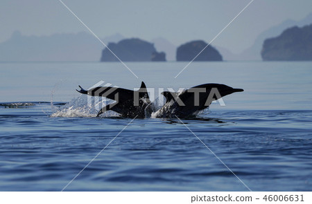 玉海豚 玉海豚 46006631