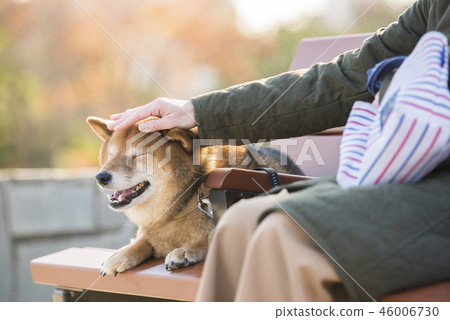 Shiba Inu被主人的女人責罵 46006730