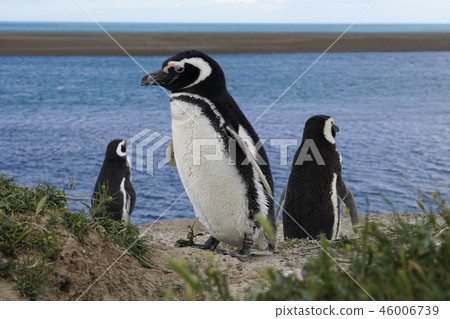 Magellan penguin 46006739